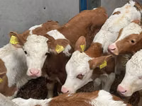 Bovinos (lote, sexo no especificado), Simmental cattle — foto 4