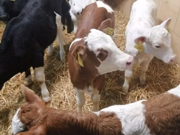 Bovine (lot, sex nespecificat), Simmental cattle