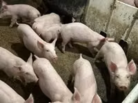 Porci (lot, sex nespecificat) — foto 5