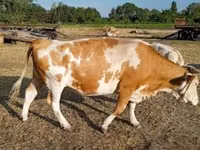 Sigir, Simmental cattle — 6-rasm
