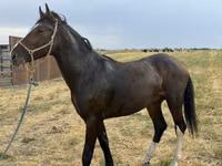 Hengst, Orlov Trotter — Foto 5