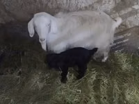 عنزة, Alpine goat — الصورة 3