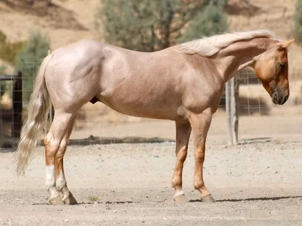 Cal, Quarter Horse