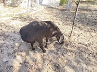 Qoʻchqor, Hissar sheep — 4-rasm