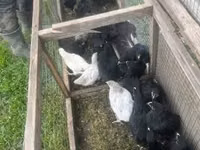 Danish hen — 3-rasm
