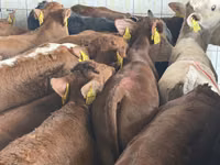 İribuynuzlu mal-qara (partiya, cinsi göstərilməyib), Simmental cattle — foto 6