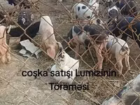Eber, Schweine — Foto 3