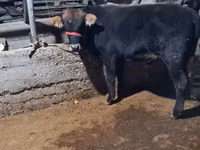 Bull, Swedish red cattle — photo 4