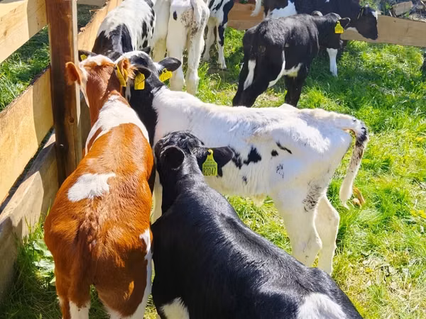 أبقار (دفعة، الجنس غير محدد), Russian Black pied cattle