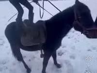 Horse (M), Hungarian horse breed — photo 5