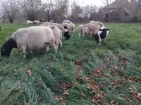 Sheep (batch, sex not specified), Dorper sheep — photo 2
