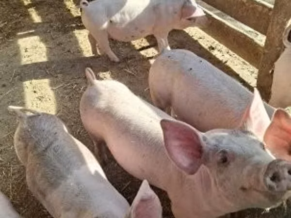 Säue, Schweine