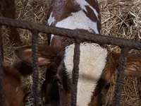 Toro, Simmental cattle — foto 7