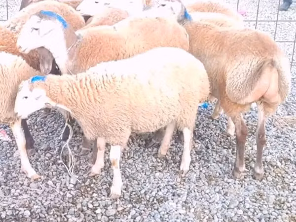 Oaie, Oi