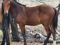 Otlar (partiya, jinsi ko‘rsatilmagan), Karachay horse — 3-rasm