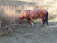 Cal, Karabakh horse — foto 1
