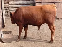 Bull, Cattle — photo 5