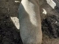 Säue, Schweine — Foto 2