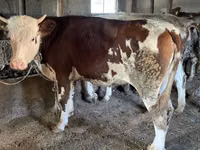 Buğa, Simmental cattle — foto 8