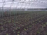 Vindem constructie module de sera solar cu pereti drepti — Foto 3