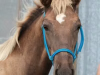 Aygʻir, Black Sea breed — 1-rasm