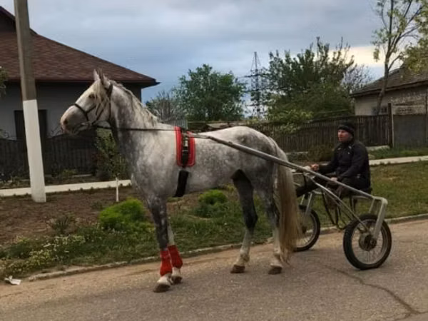 Cal, Orlov Trotter