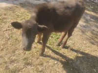 Buqa, Swiss cattle — 7-rasm
