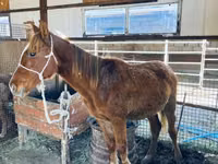 公马, Horses — 照片 2