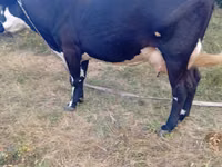 Kuh, Simmental cattle — Foto 3