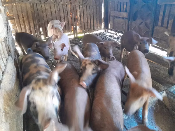 Säue, Schweine — Republik Moldau