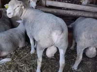 Carnero, Ile-de-France sheep — foto 1