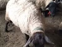 Oaie, White Suffolk sheep — foto 3