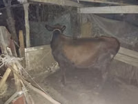 牛只（批次，未指定性别）, Cattle — 照片 7