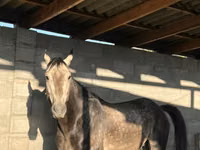 公马, Arabian horse — 照片 2