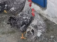 Chickens — الصورة 2