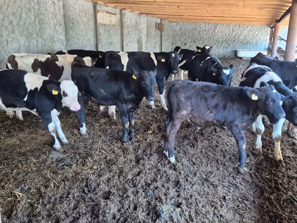Bulle, Russian Black pied cattle — Republik Moldau