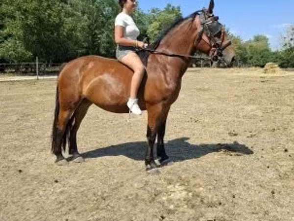 母马, Horses