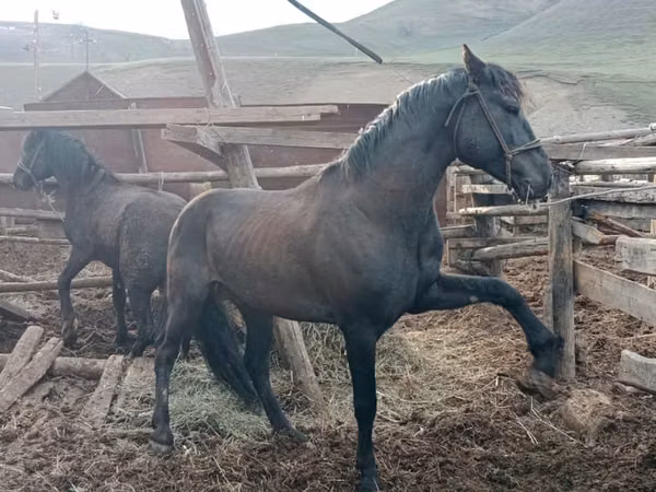 Cal, Altai horse
