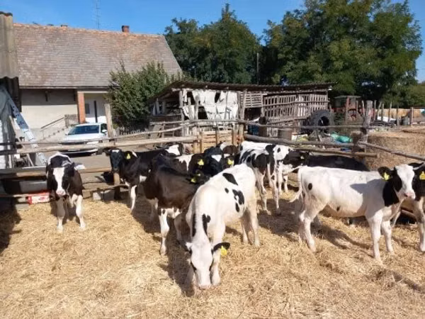 Bulle, Russian Black pied cattle