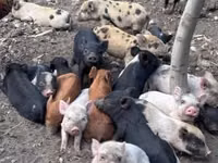 猪（批次，未指定性别）, Pigs — 照片 8