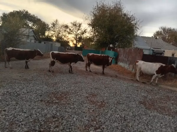 بقرة, Simmental cattle
