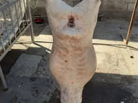 Oaie, Yecheng sheep — foto 4