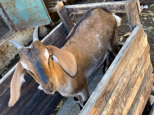 Capră, Nubian Goat — Republica Moldova