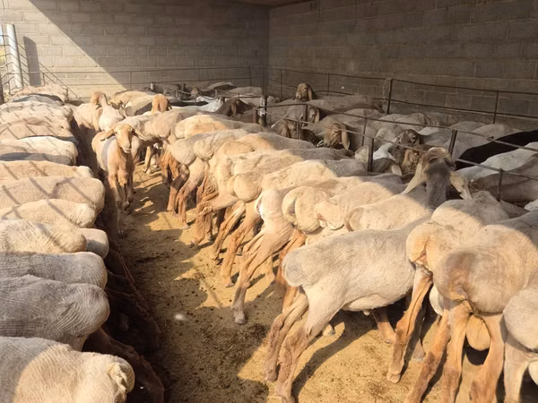 Schaf, Arashan sheep