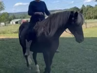 At, Rocky Mountain Horse — foto 7
