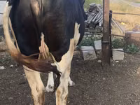 بقرة, Russian Black pied cattle — الصورة 3