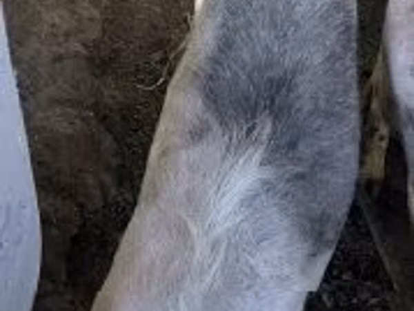 Scroafă, Porci