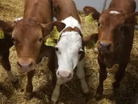 Bovine (lot, sex nespecificat), Simmental cattle — foto 2