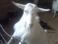 Cabra, Alpine goat — foto 3