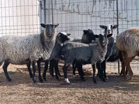 Qoyun, Romanov sheep — foto 1